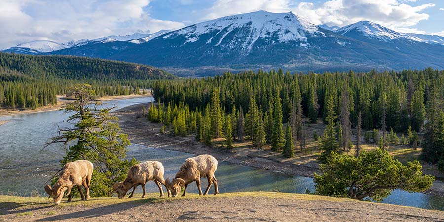 Jasper National Park