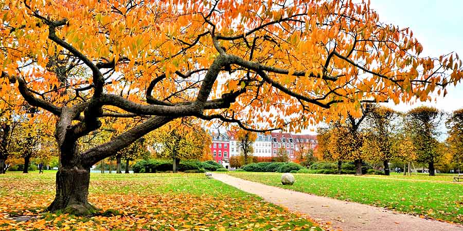 A beautiful autumnal city park in Copenhagen features a tree covered in small orange leaves. Traditional colourful Copenhagen architecture is visible in the distance. 